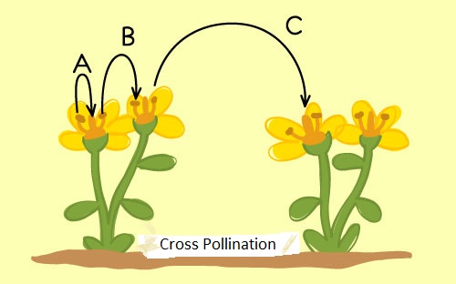 Cross Pollination