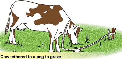 Tethering - a form of grazing