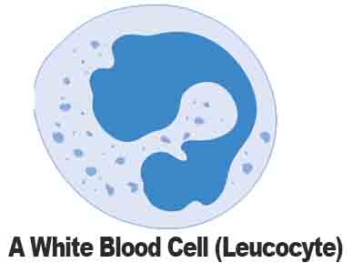 The White Blood Cell