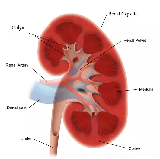 diagram of the Kidney