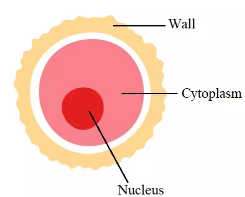 Picture of a Human Ovum