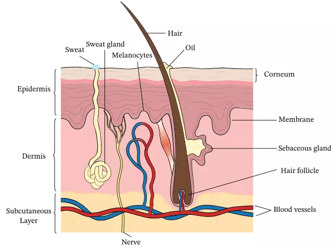 diagram of the Skin