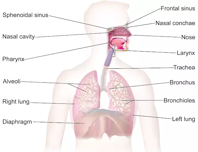 Diagram of the Respiratory system