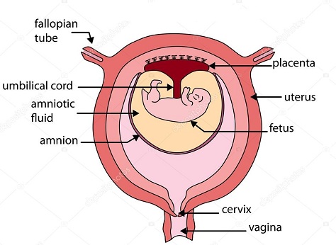 Picture of a Foetus in the Uterus