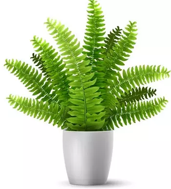 A Fern Plant