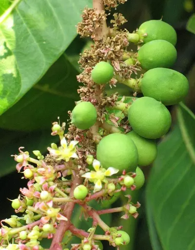 A Mango Plant
