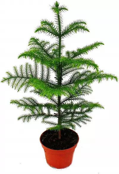 A Pine Plant