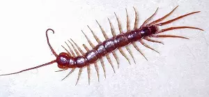 A Centipede - Science and Technology Grade 6