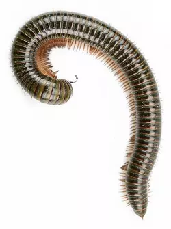 A Millipede - Science and Technology Grade 6