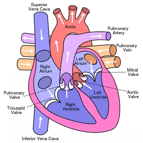 Blood Vessels in the Heart and Their Functions - Science and Technology Grade 6
