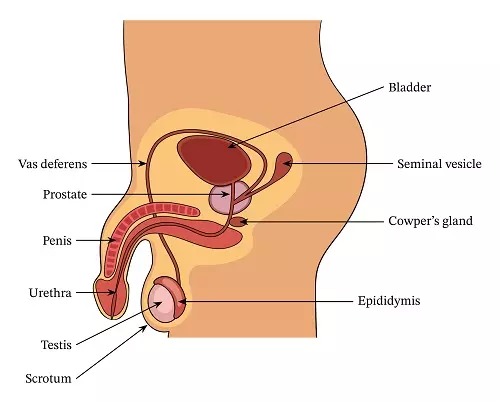 the human reproductive system parts and functions