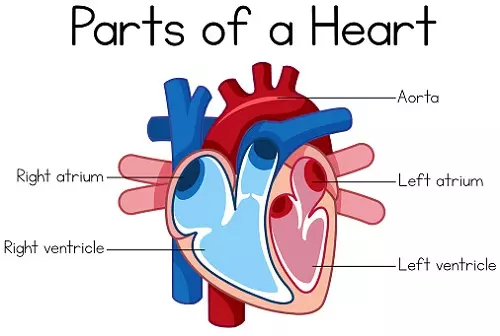 Parts of a Heart - Science and Technology Grade 6