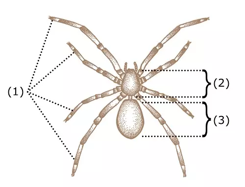 Parts of a Spider (Arachnid) - Science and Technology Grade 6