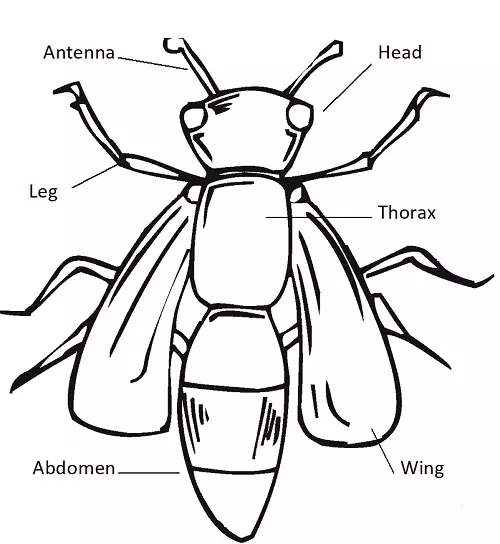 Animals – Invertebrates | Grade 6 Science and Technology - Esoma-KE