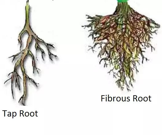 Tap Root and Fibrous Root - Science and Technology Grade 6