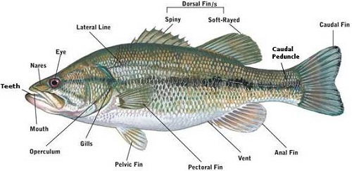 Picture showing the main parts of a fish