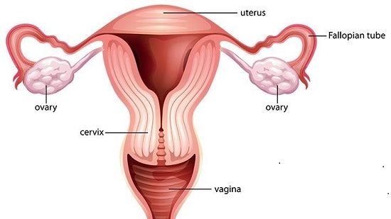 Female Reproductive Parts - Science and Technology Grade 6