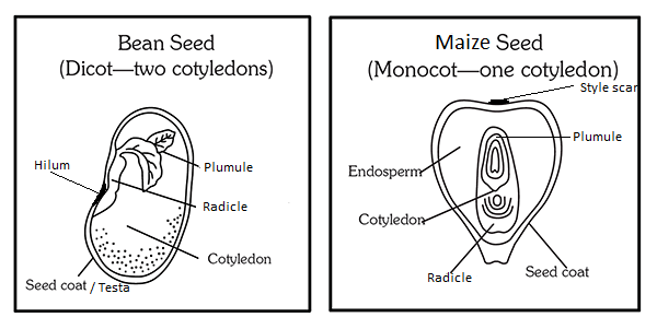 Parts of a Seed