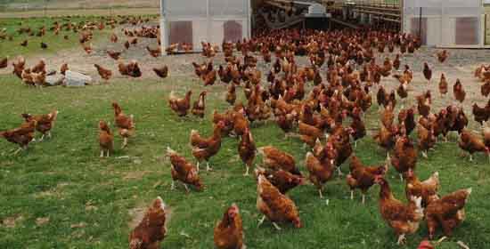 Free range poultry farming