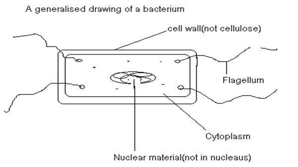 A generalised drawing of a bacterium - Biology Form Three