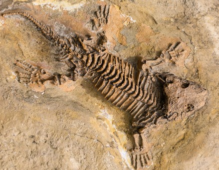 A Reptile Fossil in Rock - Biology Form Four