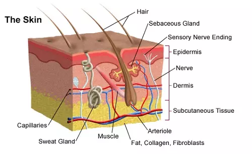 Anatomy of the Human Skin - High Schoo Biology