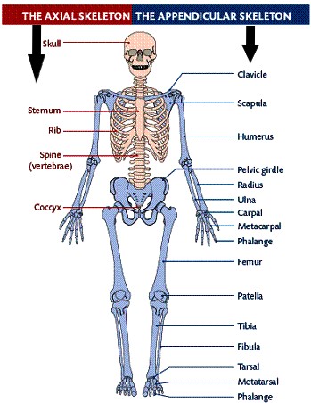 Human Axial and Appendicular Skeleton - Biology Form Four