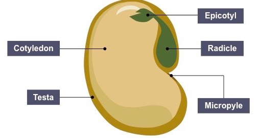 oak-tree-life-cycle-growth-stages-seeds-n-flowers