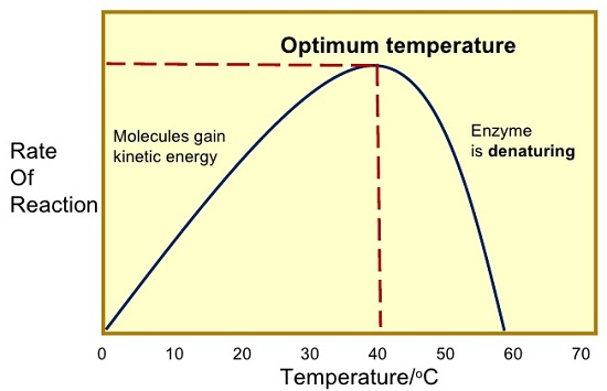 Effect of Temperature on Enzyme Activity - Biology Form One