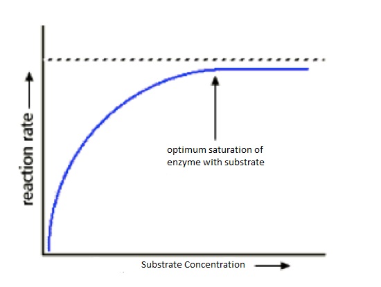 Effect of Substrate Concentration on Enzyme Activity - Biology Form One