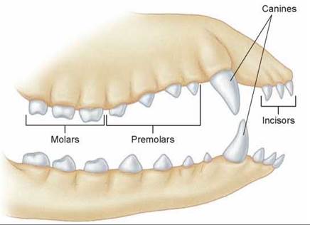 Heterodont dentition - Biology Form One