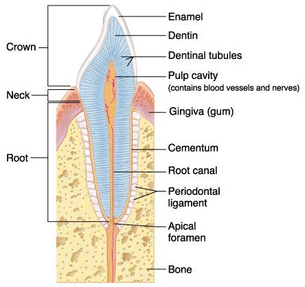 Incisor - Biology Form One