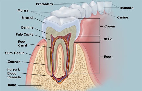 Premolar and molar - Biology Form One