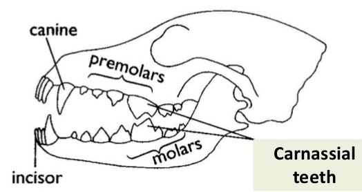 Carnivores Dental - Biology Form One
