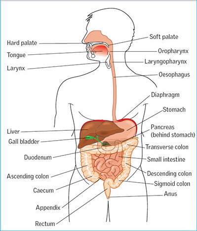 Digestive System - Biology Form One