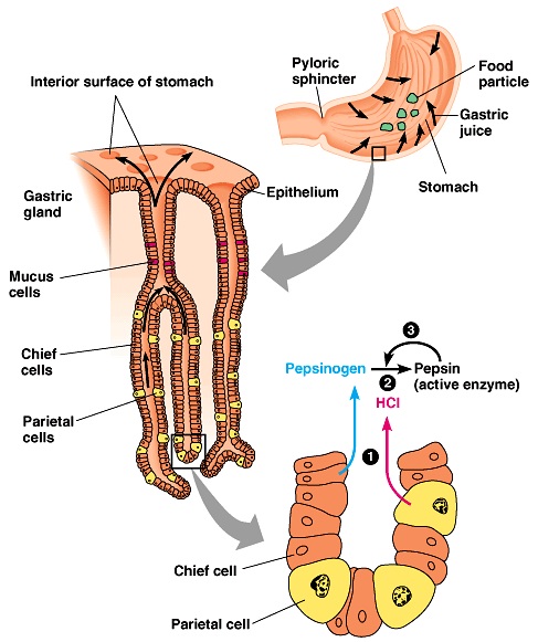 Stomach Digestion - Biology Form One