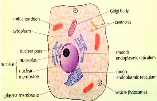 Plant Cell Structure under Light Microscope - Biology Form One