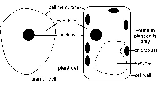 Plant and Animal Cell - Introduction | The Light Microscope