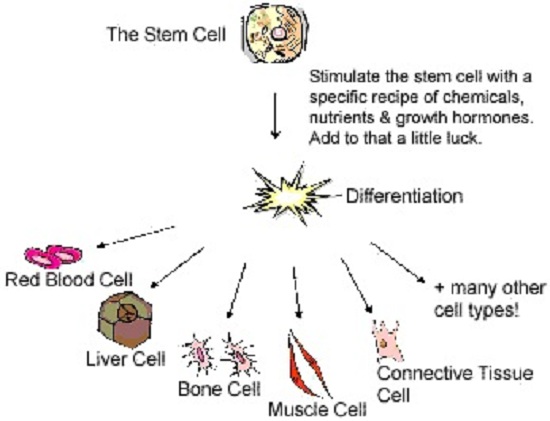 Cell Specialization - Biology Form One