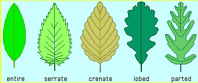 External Leaf Structure - Biology Form One