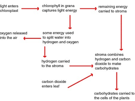 Photosynthesis Process - Biology Form One