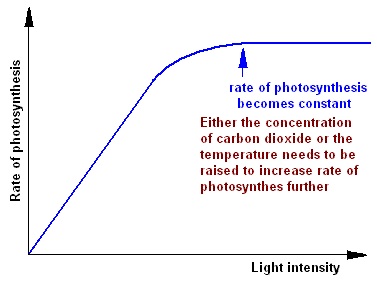Factors Light Intensity - Biology Form One
