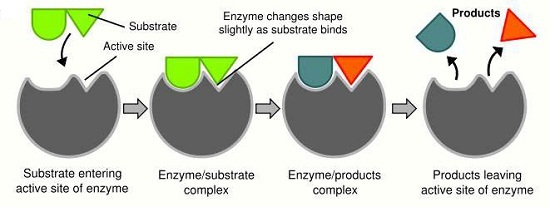 Enzyme Mechanism - Biology Form One