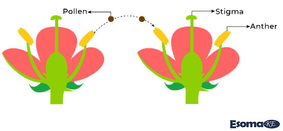 Cross-pollination in Flowers