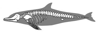 Endoskeleton Of A Dolphin - Biology Form Four