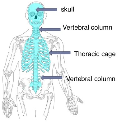 Human Axial Skeleton - Biology Form Four