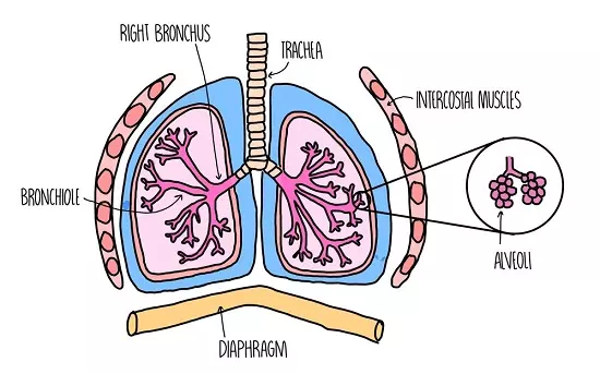 Human Respiratory System - biology Form two