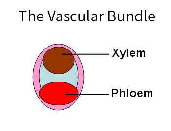 Vascular Bundle