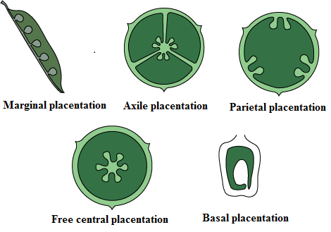 Placentation - Biology Form Three