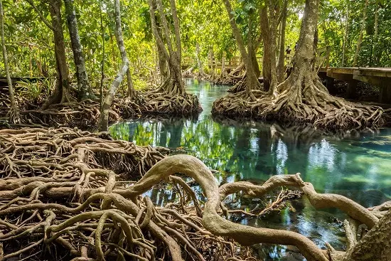 Mangrove Trees - biology Form two